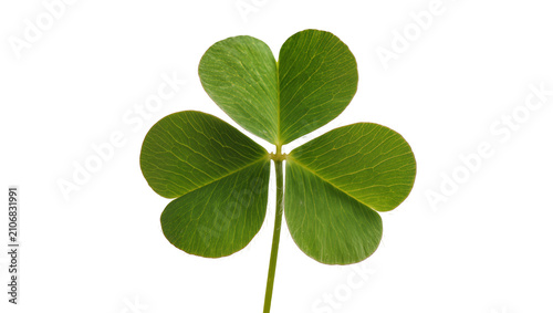 Quadro su tela Isolated vibrant green three-leaf clover, a lucky plant with intricate leaf text