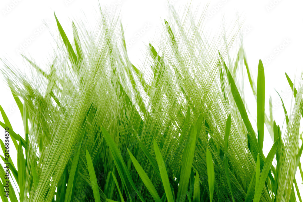 Fototapeta premium Isolated fresh green vibrant grass blades and delicate seed heads, natural foliage plant growth