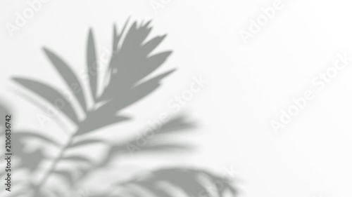 Abstract shadow fern bush branches on wind background, looped animation, 3d rendering. Blurry tropical plant movement soft shadows, 4k. Blowing and swaying palm laves shade template.