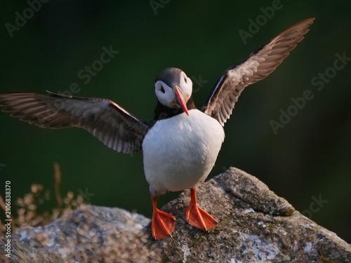 Cuadro en lienzo Atlantic Puffin on Runde Island, Norway - A Majestic Seabird in its Natural Habi