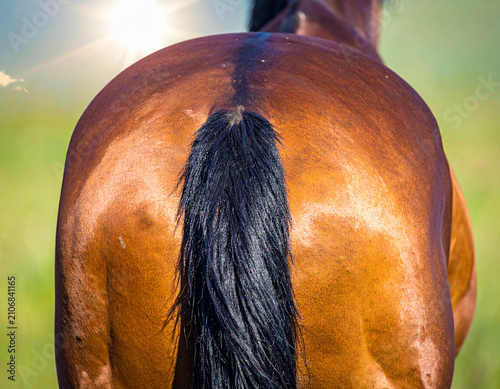 Curvy line of a horse spine viewed from behind emphasizing the muscular structure and glossy coat under a midday sun.