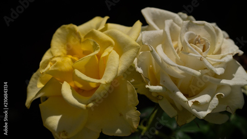 A yellow rose against a dark background in its natural environment. A clear summer day in the garden.