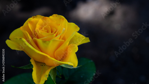 A yellow rose against a dark background in its natural environment. A clear summer day in the garden.