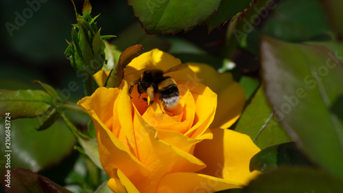 A yellow rose against a dark background in its natural environment. A clear summer day in the garden.