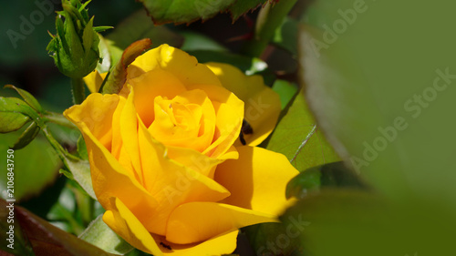 A yellow rose against a dark background in its natural environment. A clear summer day in the garden.