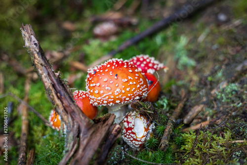 Group of bright red fly agaric amanita muscaria mushrooms growing on a mossy forest ground