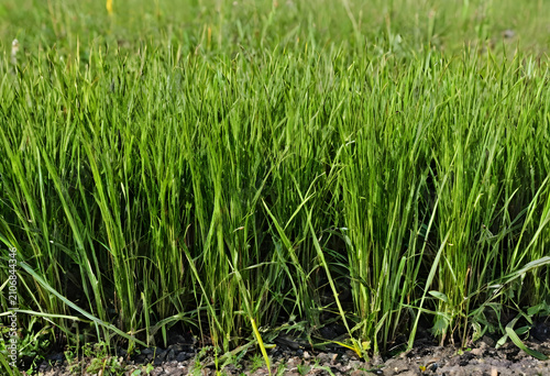 Lush green grass growing in...