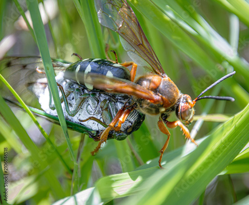 cicada killer wasp pulls annual green fly catch prey in grass closeup