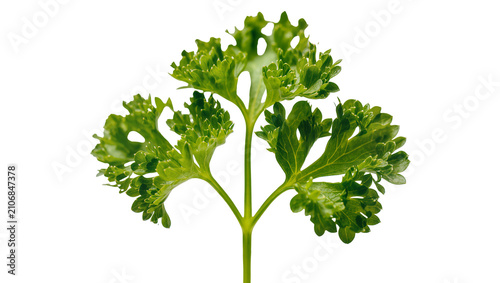 Cuadro en lienzo Isolated fresh green curly parsley sprig, a popular culinary herb for seasoning