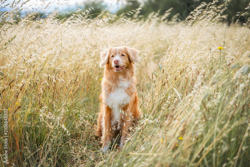 Cuadro en lienzo Nova Scotia Duck Tolling Retriever standing in tall sunlit meadow grass, golden