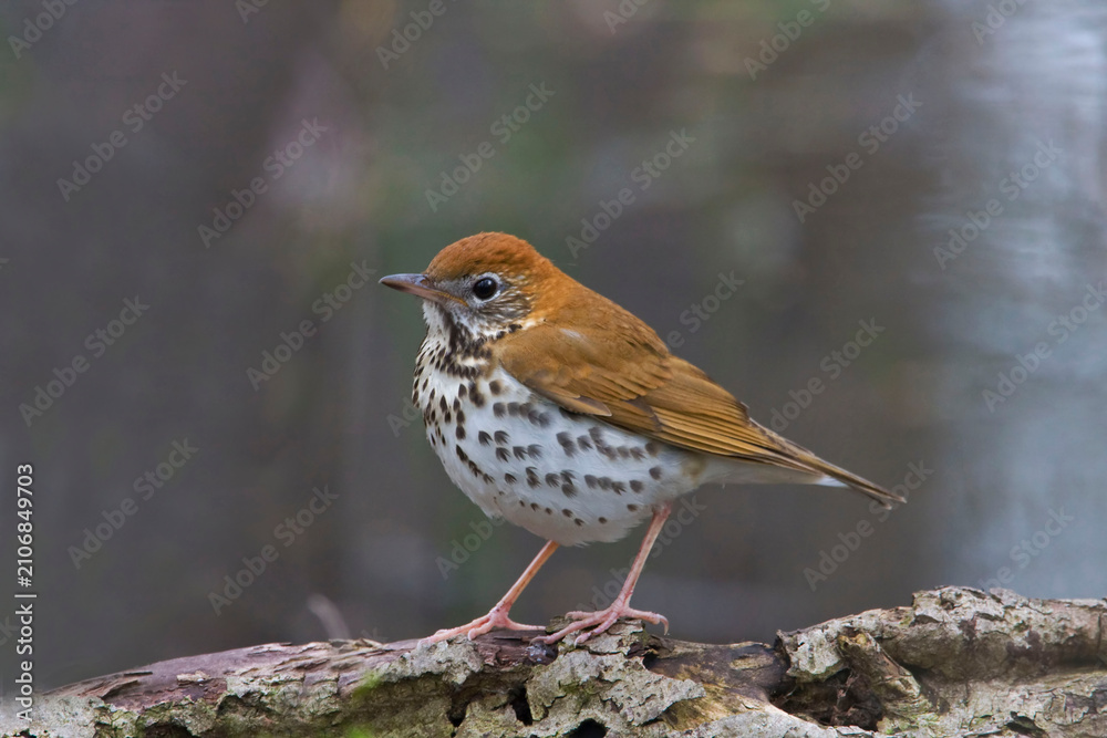 Fototapeta premium Wood Thrush, Hylocichla mustelina, close up view