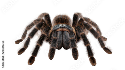 Isolated detailed view of a large brown hairy tarantula, an exotic dangerous arachnid pet.