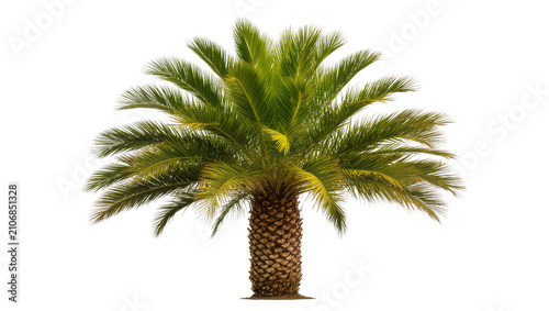 Photography Isolated tropical palm tree with lush green fronds and textured trunk ready for