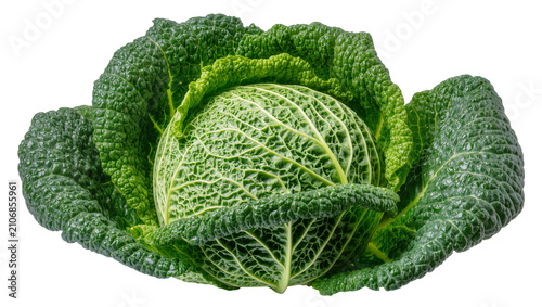 Obraz na płótnie Isolated fresh green whole savoy cabbage, organic healthy vegetable, food ingred