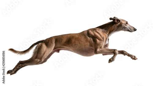 Photography Isolated greyhound dog running fast in full gallop, powerful muscular athletic p