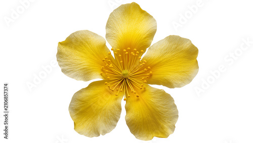 Konstfotografi Isolated vibrant yellow flower with delicate petals and intricate stamen, beautiful botanical