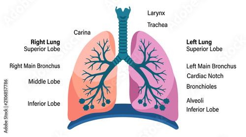 Schilderij op canvas Educational diagram of human lungs anatomy with labeled parts for medical study