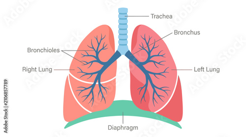 Fotografía Educational diagram of human lungs anatomy with labeled parts including trachea bronchioles and diaphragm
