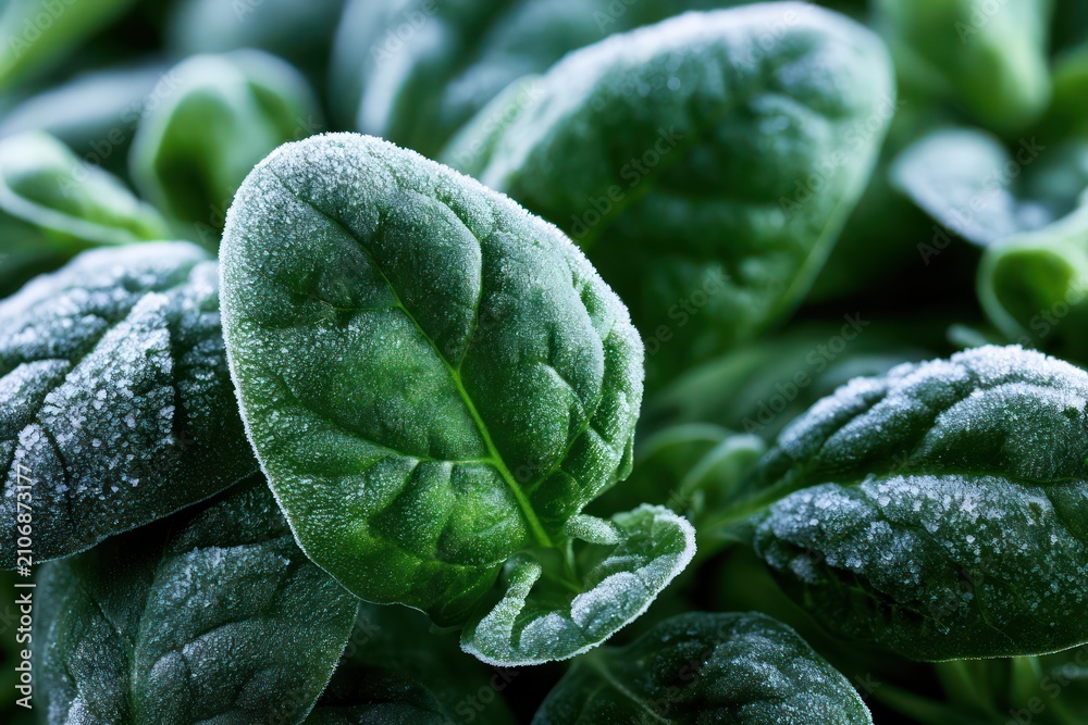 Obraz premium Frozen leafy green spinach frost pattern