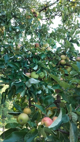 Green and red apples growing on tree branches in orchard