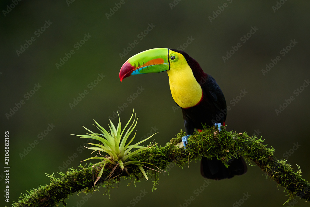 Obraz premium Keel-billed Toucan (Ramphastos sulfuratus) perched on a moss-covered branch in the tropical rainforest of Costa Rica, with colorful bill and natural green background.