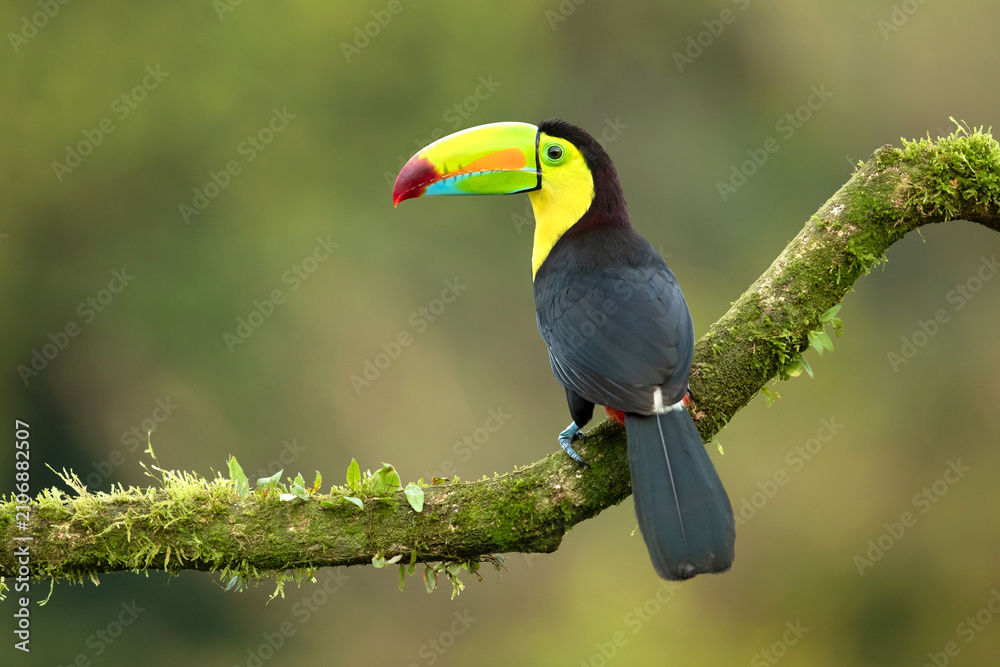Fototapeta premium The keel-billed toucan (Ramphastos sulfuratus), also known as rainbow-billed toucan or sulphur-breasted toucan