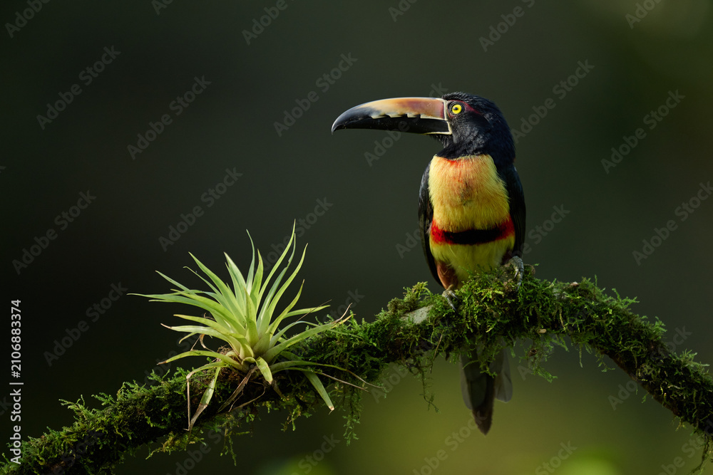 Naklejka premium Collared Aracari Perched on Mossy Branch in Costa Rica