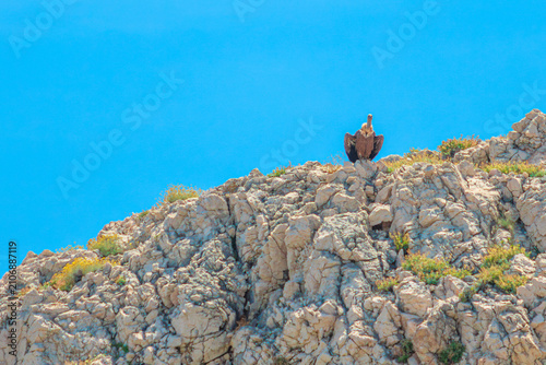 Griffon vulture standing proudly on rocky cliffs against a clear blue sky in Mali Bok beach, basking in the sun in its natural habitat in the Adriatic Sea on Cres Island in Croatia