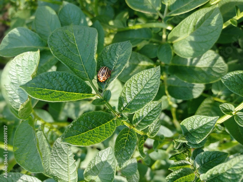 Close up of potato plant leaves with a pest beetle in a farm field