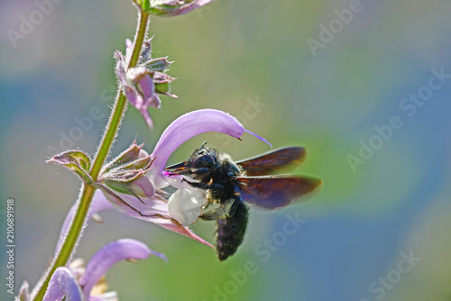 Foto carpenter bee on a clary sage flower in summer in Germany
