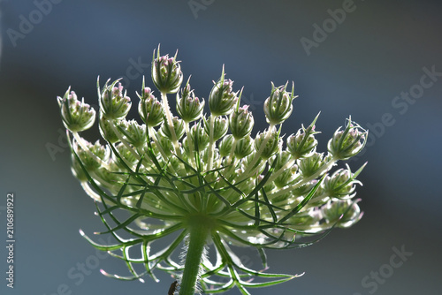 Foto wild carrots flowers in back-lighting