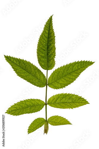 Valokuva Pinnately compound leaf morphology with serrated leaflets and venation