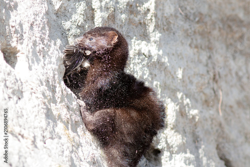 Fotografía An American mink caught a swallow