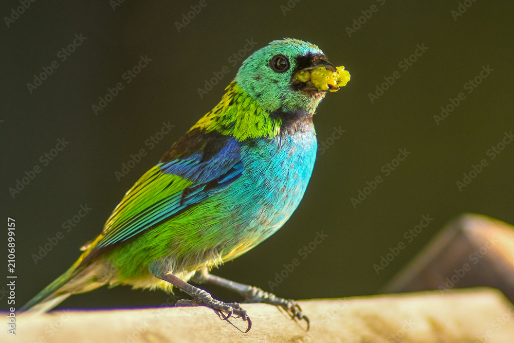 Obraz premium green-headed tanager