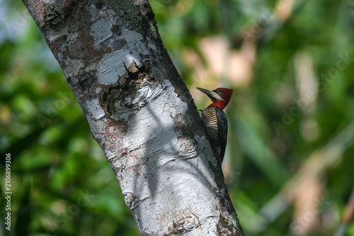 Fotografie robust woodpecker