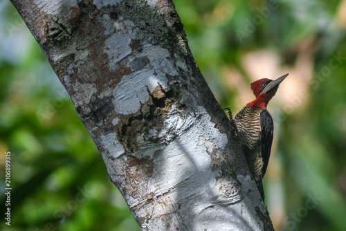 Obraz na płótnie robust woodpecker