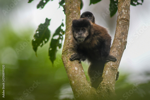 Fotografie black capuchin