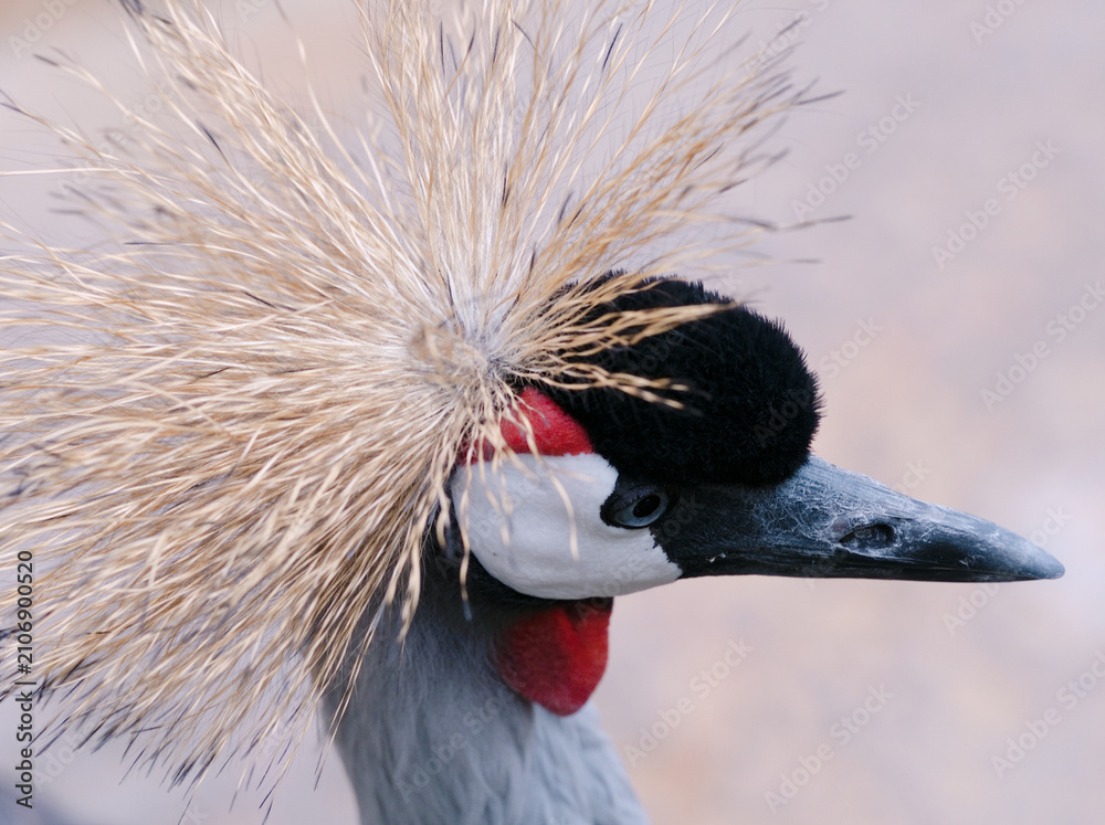 Obraz premium Crowned crane displays its distinctive head feathers and colorful facial features in close up. the intricate feather pattern and colors are highlighted