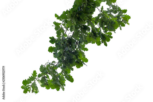 Photograph of a natural green spring oak branch during flowering