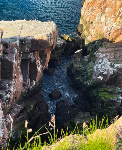 Cuadro en lienzo Seabird colony nesting on rugged granite cliffs along the Arctic coast