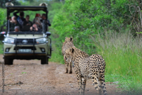Cheetah Walking Past Safari Vehicle in South Africa landscape photo
