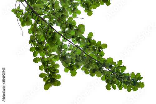 Photograph of a natural green spring oak branch during flowering