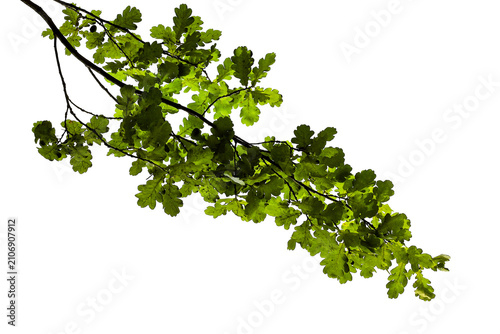 Photograph of a natural green spring oak branch during flowering