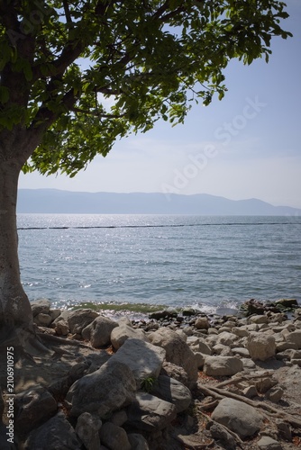 View of Erhai lake with a tree in a frame