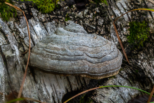 Obraz na plátně Fomitopsis pinicola, is a stem decay fungus common on softwood and hardwood trees