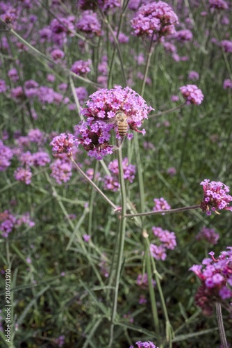 Close up view of a bee trying to get nectar