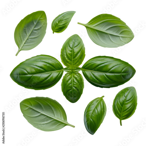 Fresh basil leaves arranged in natural pattern