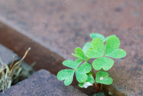 Konstfotografi 草