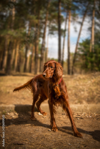 Konstfotografi irish setter running