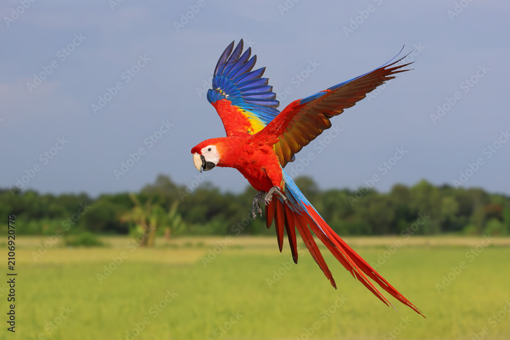Obraz premium A beautiful scarlet macaw is flying over the green rice fields in the evening.